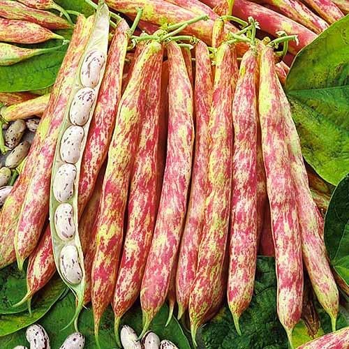 Насіння Квасоля Florium Кущова Ластівка пакет гігант (14271)