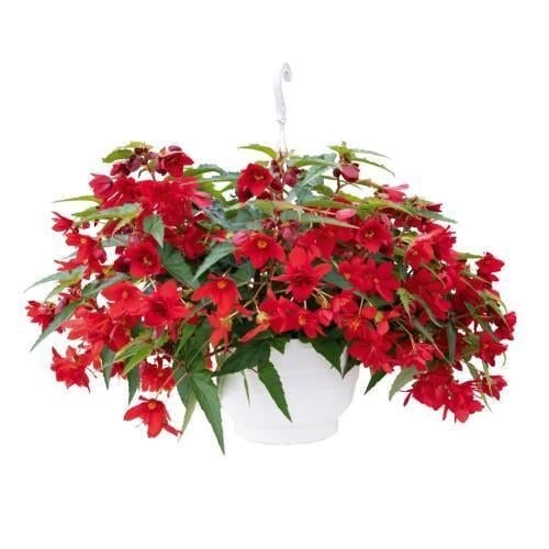 Семена цветов Бегония гибридная Funky Red Benary 100 шт. (BN10674-2)