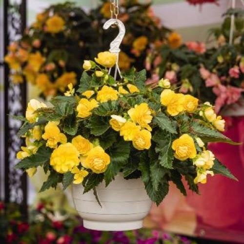 Семена цветов Бегония клубневая Nonstop Joy Yellow Benary 10 шт. (BN06087-4)