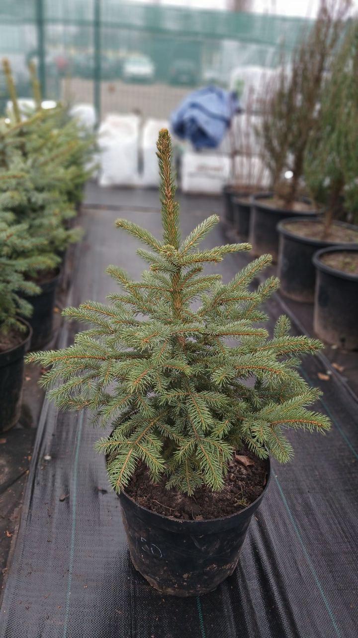 Ялинка блакитна Кейбаб 80 см - фото 5 Ялинка блакитна Кейбаб 80 см - фото 5