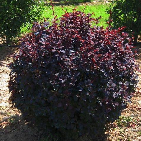 Саженцы барбариса оттавского Суперба Superba Р9 (645210707)