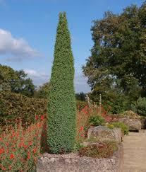 Саженцы можжевельника обычного Hibernica Juniperus communis в горшке 0,5 л - фото 3