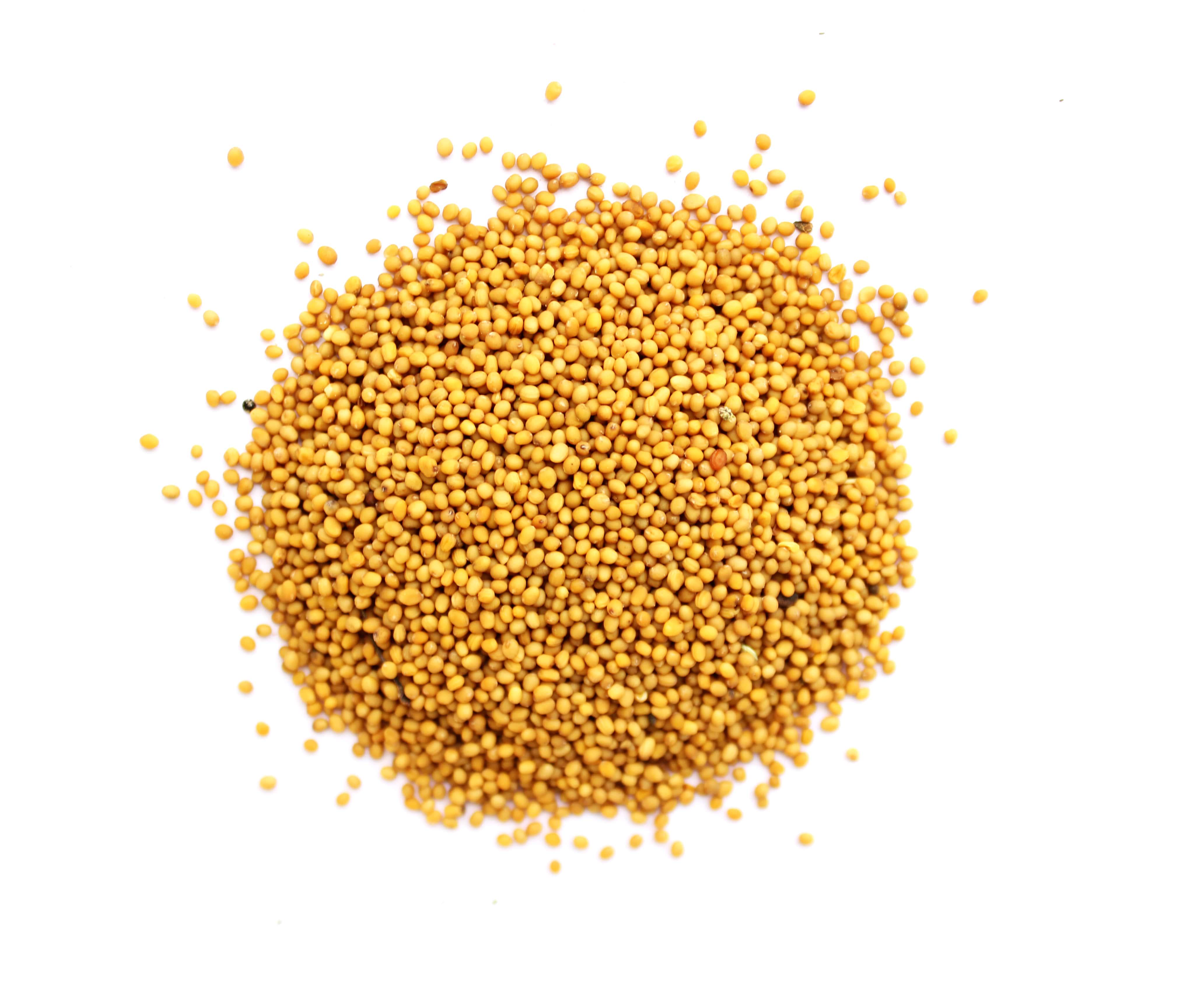 Приправа Горчица желтая 5 кг