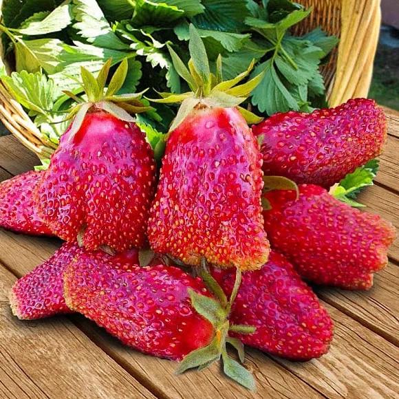 Саженец клубники Купчиха средняя (1674430466)