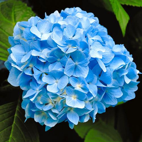 Саджанець гортензії широколистаої Nico blue горщик С1.5 (2072551703)