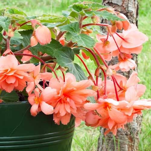 Бегония Florium Pendula Cascade Salmon (4574)