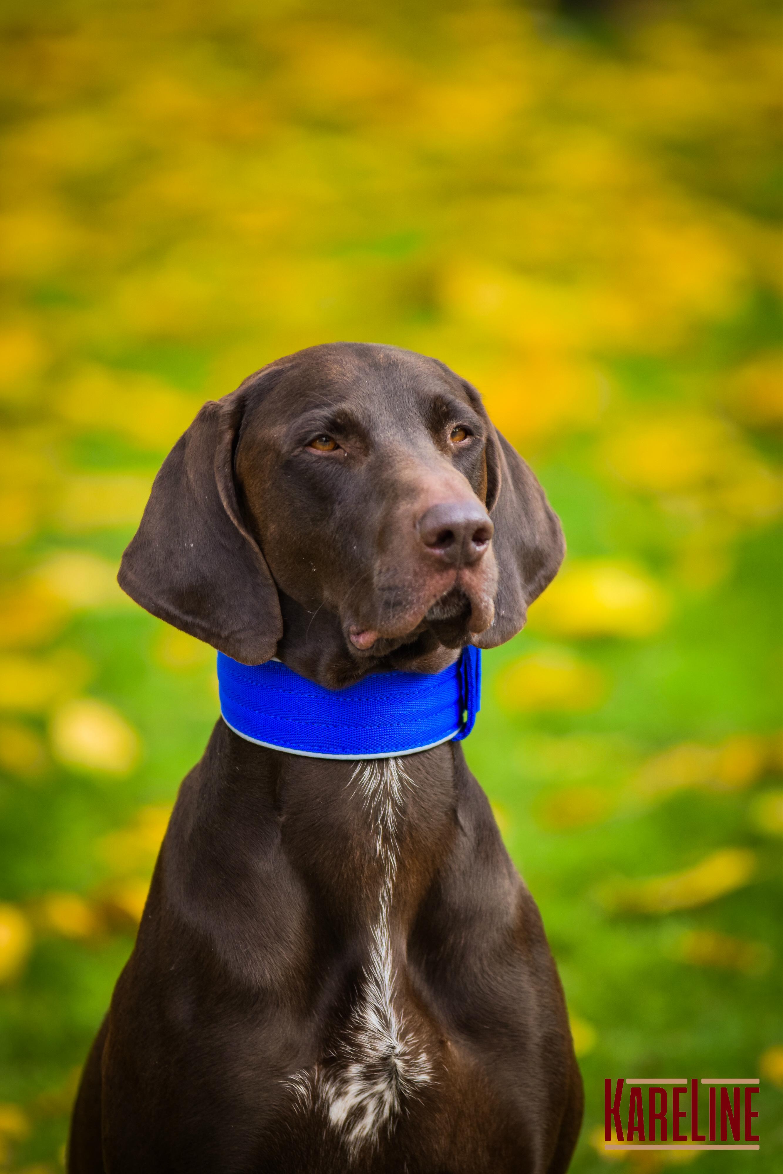 Ошейник KareLine усиленный нейлоновый со светоотражающим кантом 25 мм 380-460 мм Синий (0951/7) - фото 2 Ошейник KareLine усиленный нейлоновый со светоотражающим кантом 25 мм 380-460 мм Синий (0951/7) - фото 2