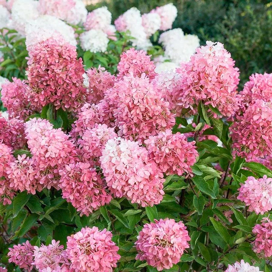 Гортензия метловидная Роял Фловер Royal Flower 3 шт. (38293227)