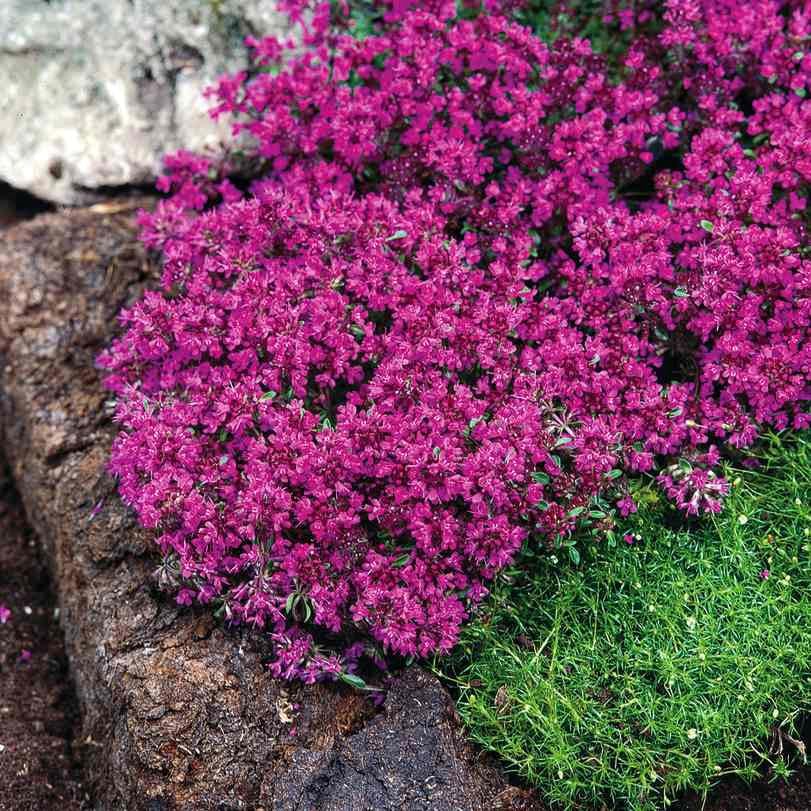 Саженец Тимьян ползучий Ред Карпет Thymus Red Carpet 1 шт.