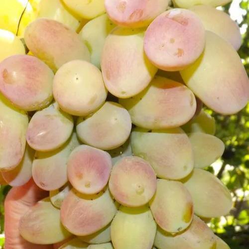 Сажанець Виноград Пам'яті Смольникова ранній термін дозрівання/велика ароматна ягода (153451)