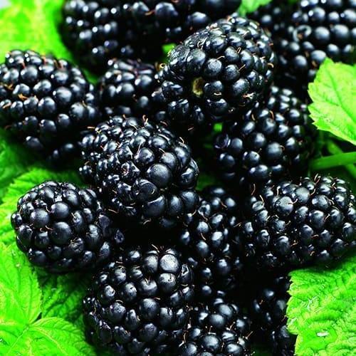 Саджанець Ожина рання найсмачніший сорт у світі Небеса можуть почекати Heaven Can Wait (36262)