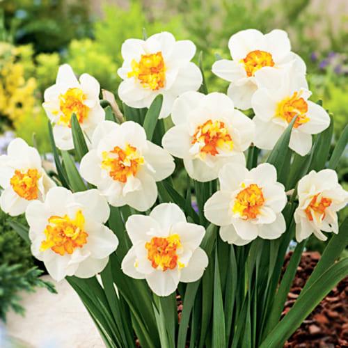Нарцисс Florium Flower Drift (5766)