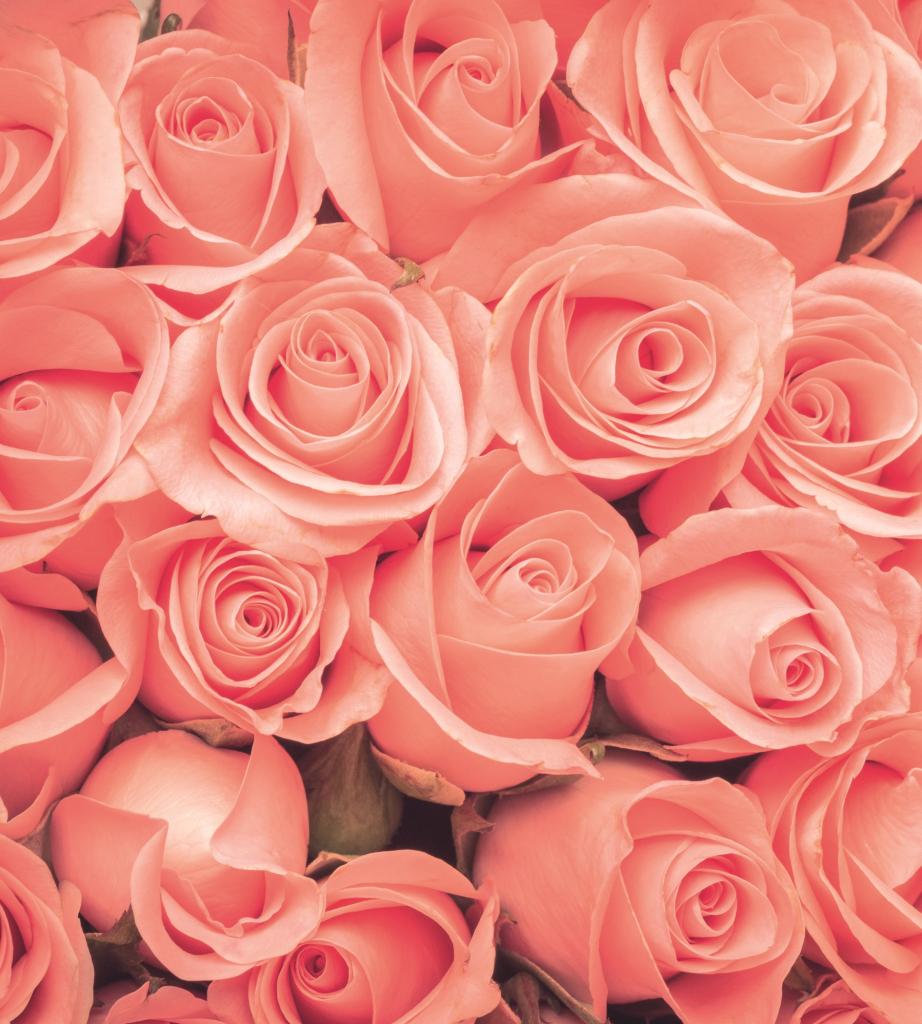 Фотообои флизелиновые 3D Цветы 225х250 см DIMEX Нежные розы (MS-3-0133) Фотообои флизелиновые 3D Цветы 225х250 см DIMEX Нежные розы (MS-3-0133)