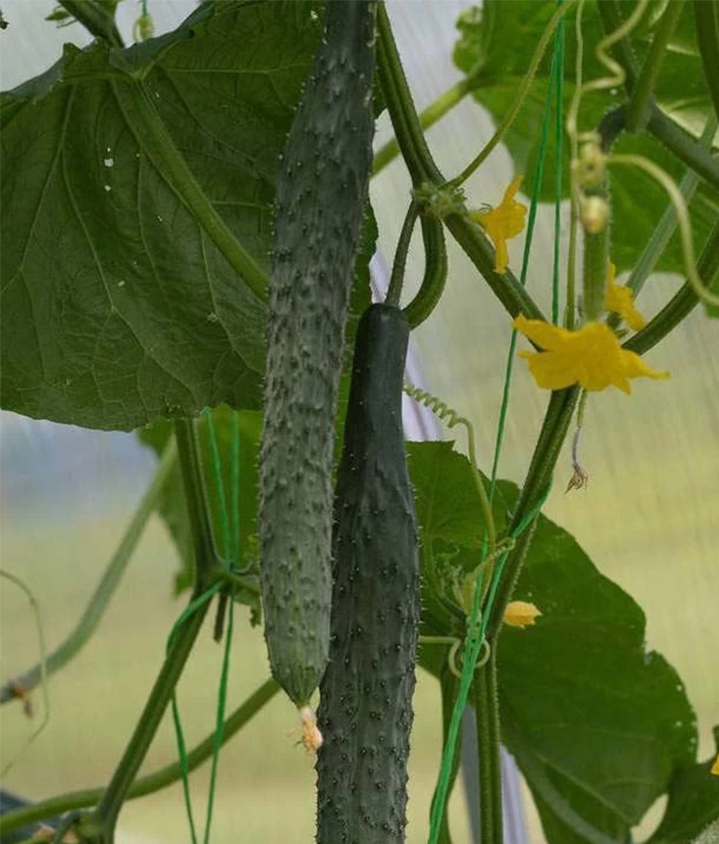 Семена Огурец GL Seeds Аллигатор F1 0,5 г (593) Семена Огурец GL Seeds Аллигатор F1 0,5 г (593)