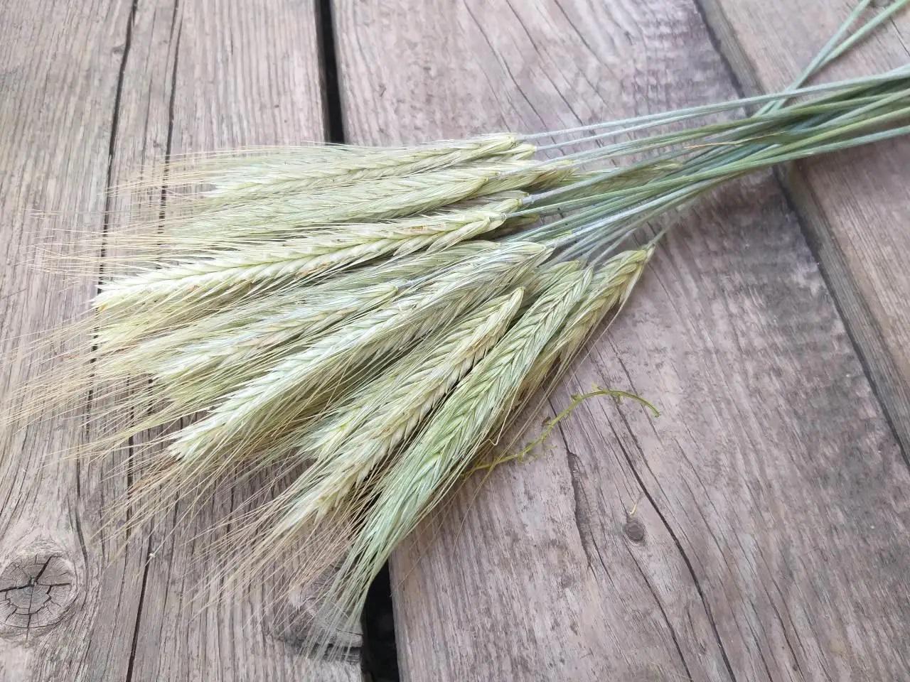 Колоски жита 100 шт. (27986317) - фото 2