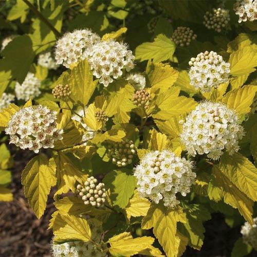 Пузыреплодник Florium Nugget (16543)