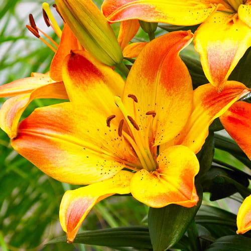 Лилия Florium Happy Memories (10137)
