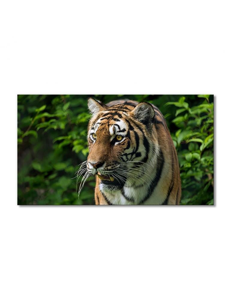 Картина модульная Ревущий тигр 1 модуль 30х45 см (094418ZHivotnye0009)