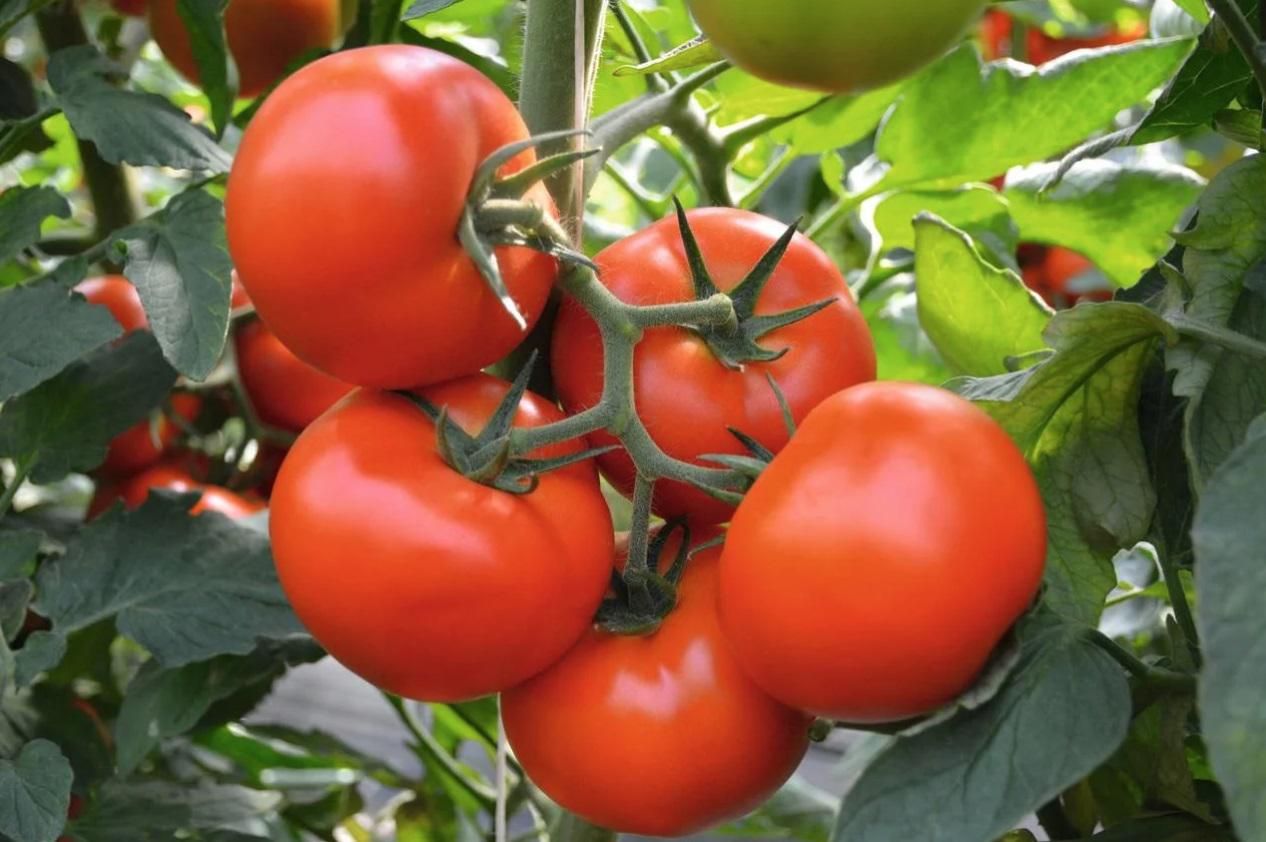 Насіння Bejo Zaden Томат Тобольськ F1 50 шт. (234427) Насіння Bejo Zaden Томат Тобольськ F1 50 шт. (234427)