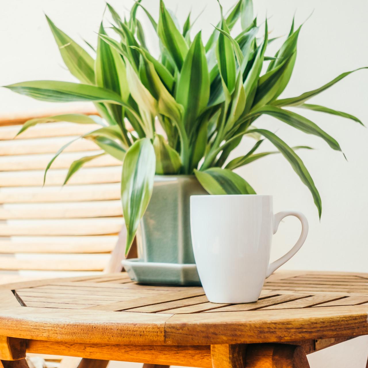 Субстрат Biovita для пальм/юк и драцен 20 л - фото 3 Субстрат Biovita для пальм/юк и драцен 20 л - фото 3