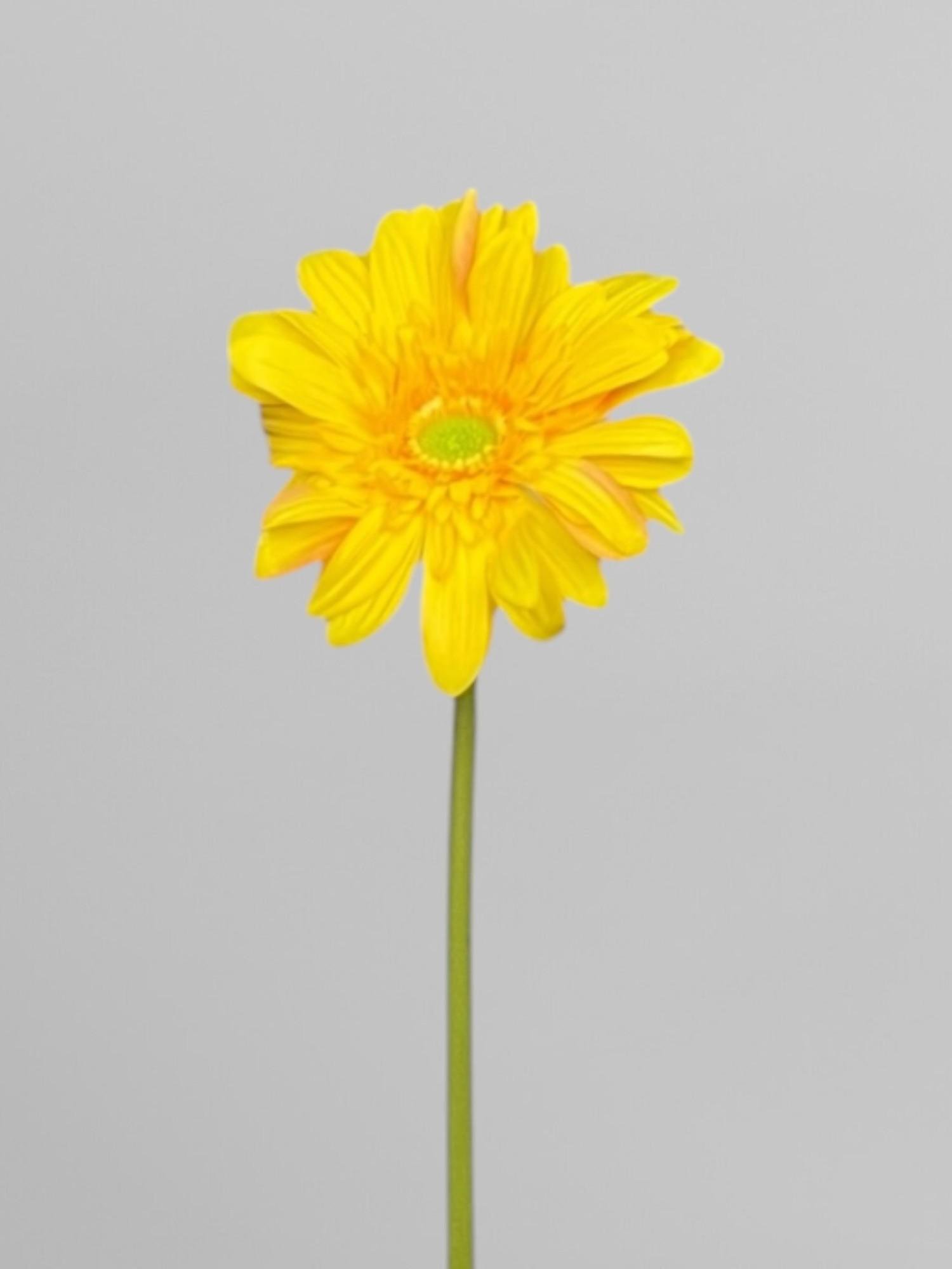 Искусственная гербера на стебле из латекса 64 см Желтый (К13062)
