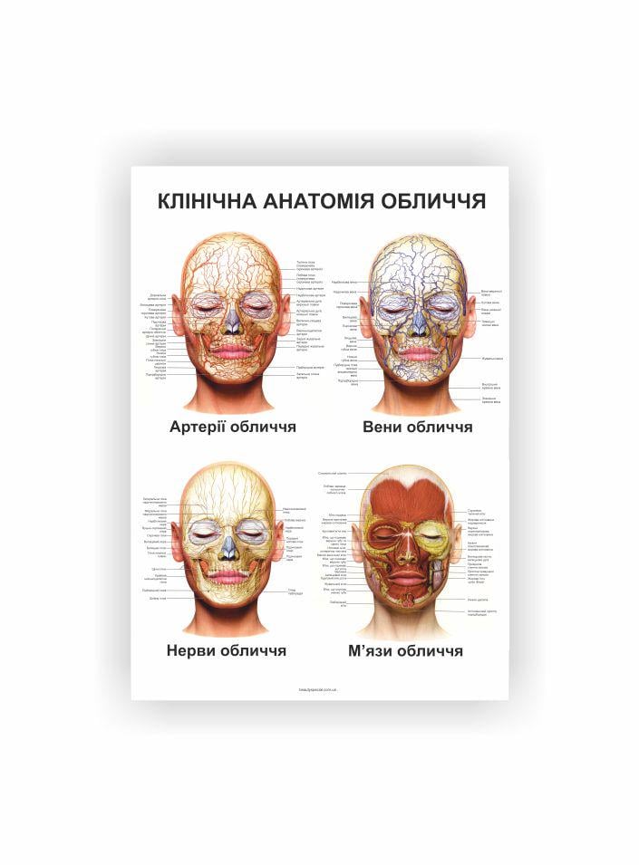 Плакат Vivay Клиническая анатомия лица 60х40 см (23161672)