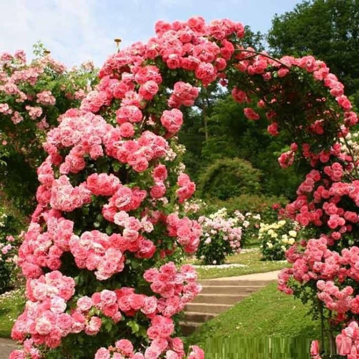 Роза Velet Rosarium Uetersen Плетистая в контейнере (2669429297)