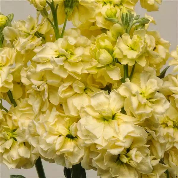 Левкой матіола Кетс 10 шт. Жовтий (38286158)