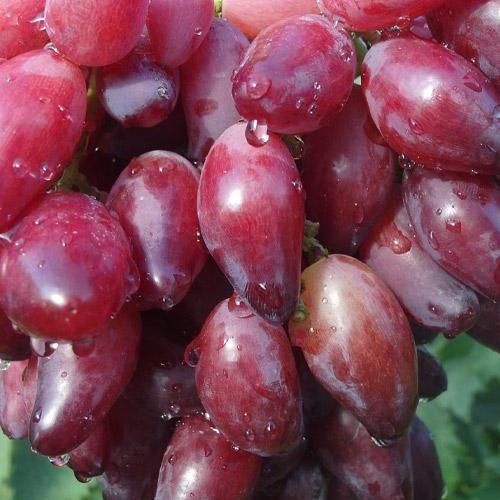 Сажанець Виноград Перцевий червоний ранній/крупний/врожайний (153785)