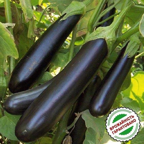 Насіння Баклажан Florium Дестан F1 (13156) - фото 2 Насіння Баклажан Florium Дестан F1 (13156) - фото 2