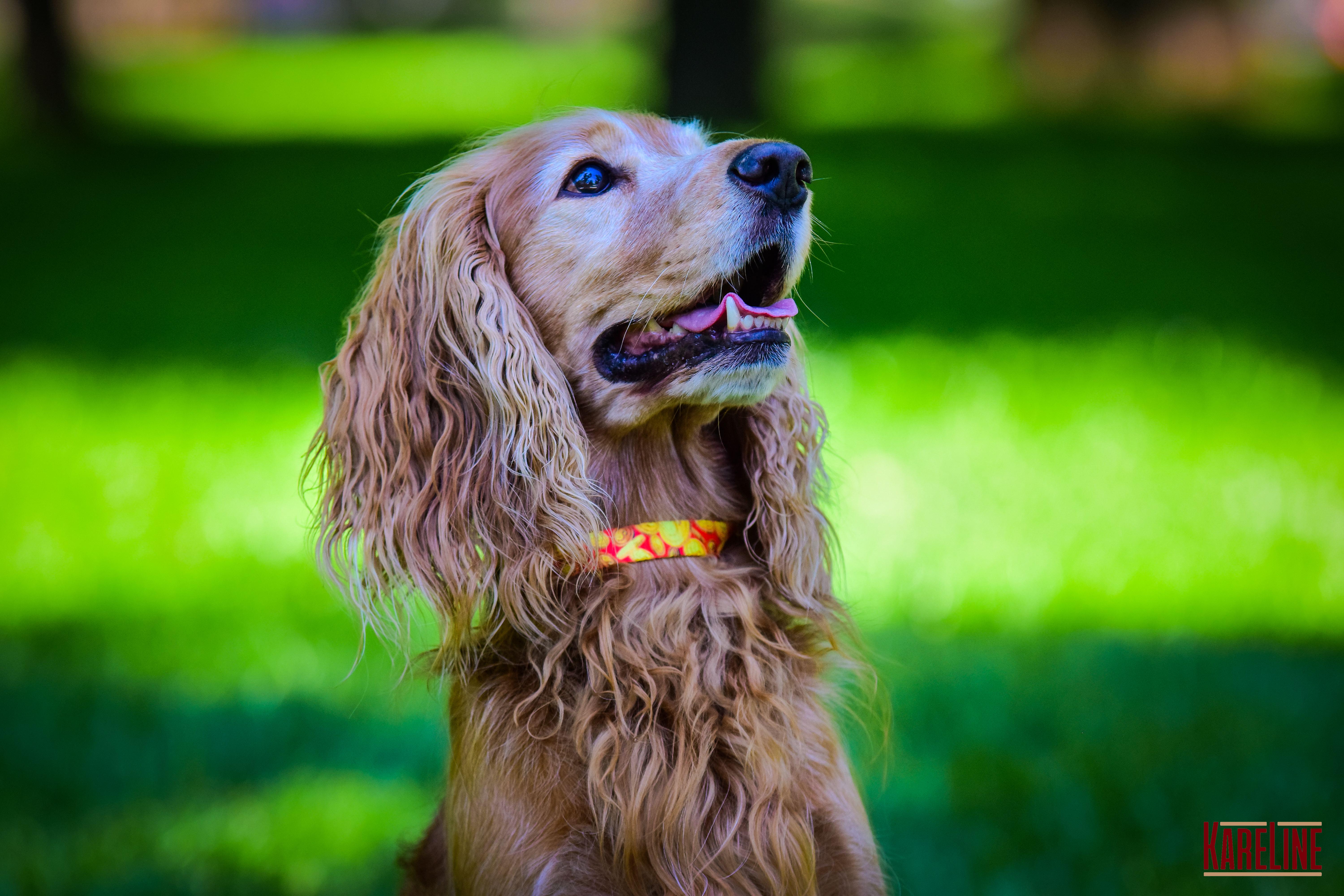 Ошейник KareLine MONEY из нейлона с пластиковой пряжкой 15 мм 240-340 мм (0801/2) - фото 2 Ошейник KareLine MONEY из нейлона с пластиковой пряжкой 15 мм 240-340 мм (0801/2) - фото 2