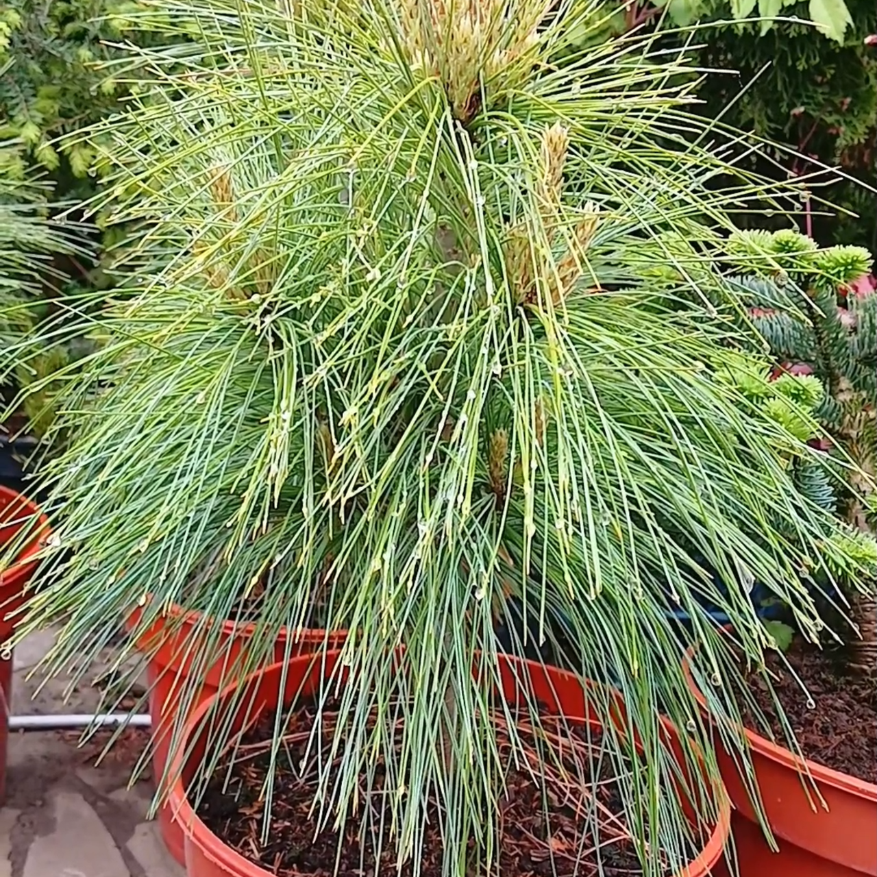 Сосна Шверина Витхорст 30-40 см (2616680633)