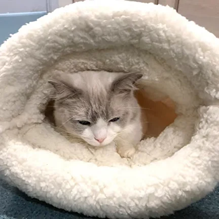 Домик для животных 33х55 см Желтый (AN00342-2) - фото 7 Домик для животных 33х55 см Желтый (AN00342-2) - фото 7