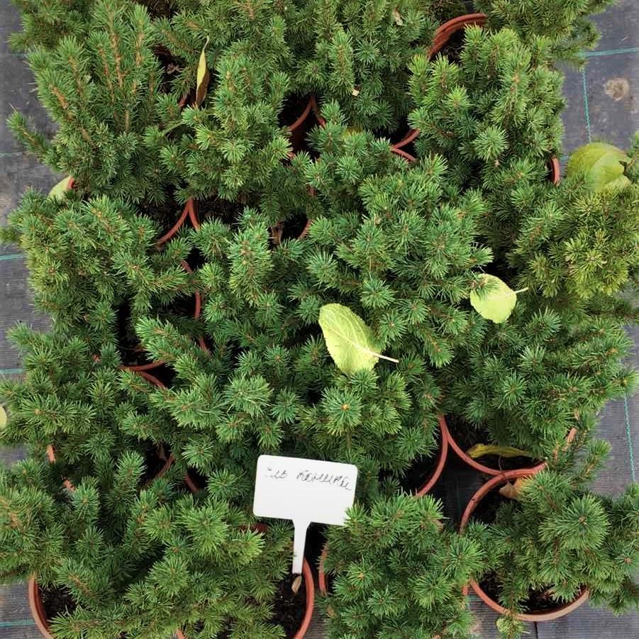 Саджанець ялини канадської Picea glauca Conica 3-х річна С3 (1299956693) - фото 3