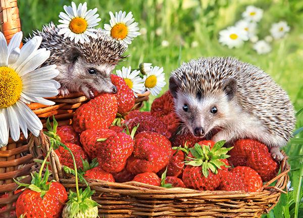 Пазл Клубника и Ежик 260 элементов (B-27484-CS)