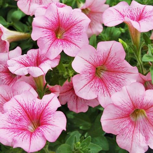 Семена Петуния Florium Розовая с прожилками F2 (6207)