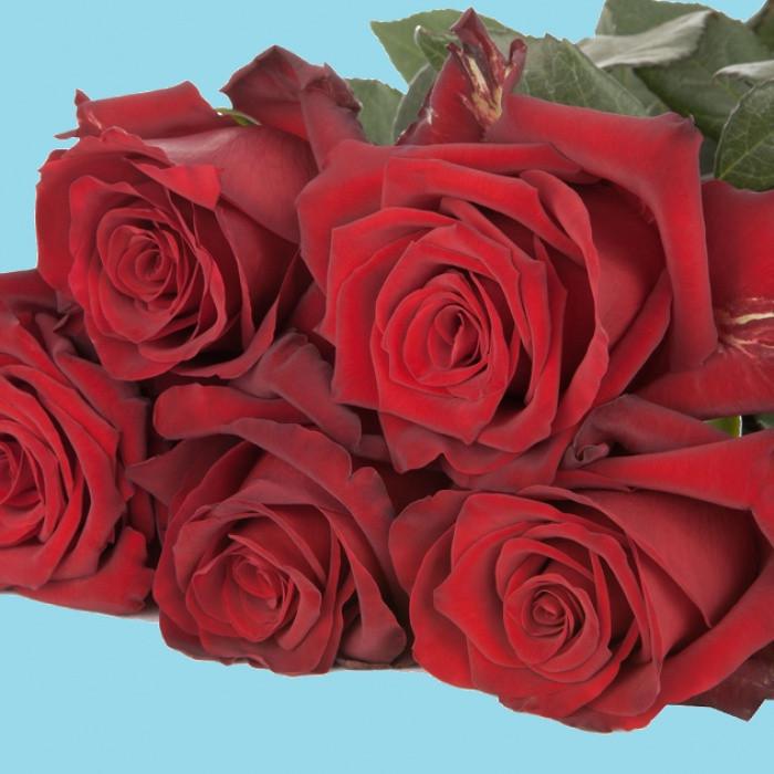 Роза Explorer Чайно-гибридная (2669458644) Роза Explorer Чайно-гибридная (2669458644)