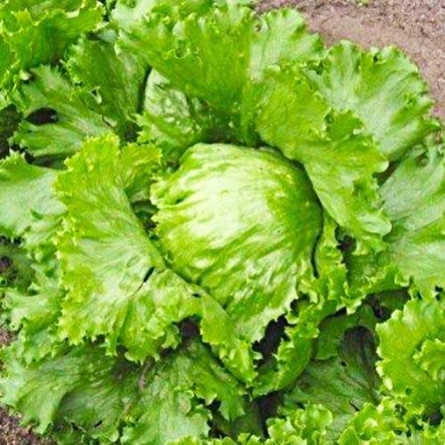 Семена Салат Florium Паризький (12177)