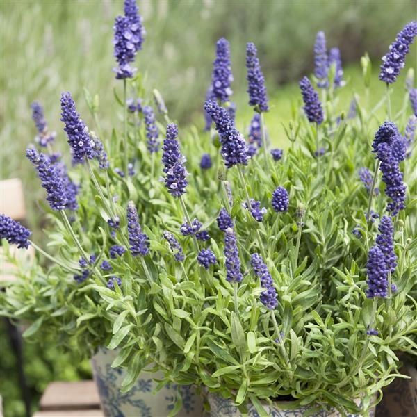 Саженец лаванды узколистной Нико Lavandula angustifolia Platinum nico Р9 (1222001555) - фото 2 Саженец лаванды узколистной Нико Lavandula angustifolia Platinum nico Р9 (1222001555) - фото 2