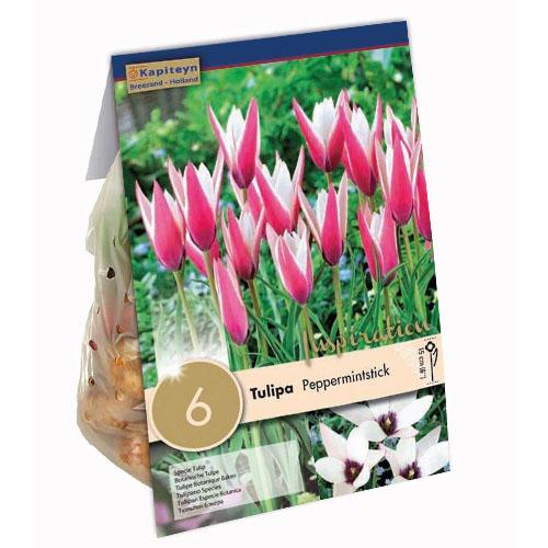 Тюльпан Florium Peppermintstick (15338)