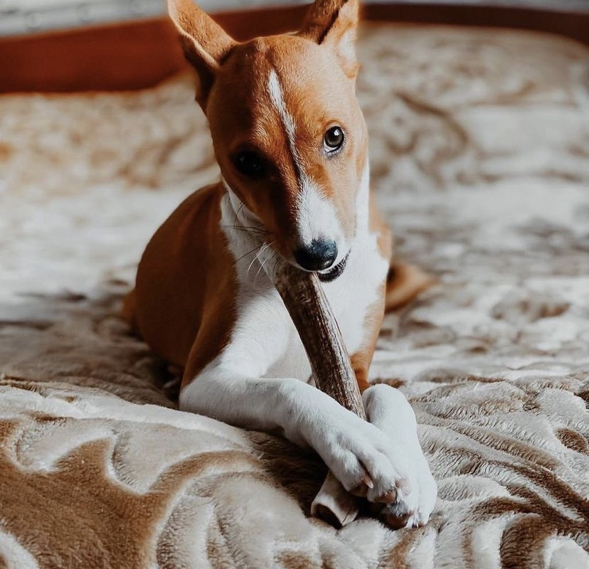 Сплит из рога оленя DogsRogs М 20 см (SplitM) - фото 5 Сплит из рога оленя DogsRogs М 20 см (SplitM) - фото 5