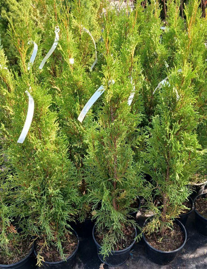 Туя західна Смарагда