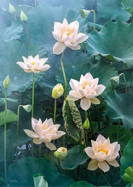 Пазл CherryPazzi Белый лотос 1000 эл. - фото 2 Пазл CherryPazzi Белый лотос 1000 эл. - фото 2