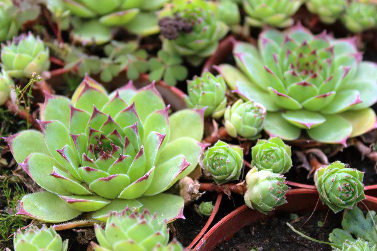 Саджанець Молодило гірське Sempervivum mount menchul 1 шт.
