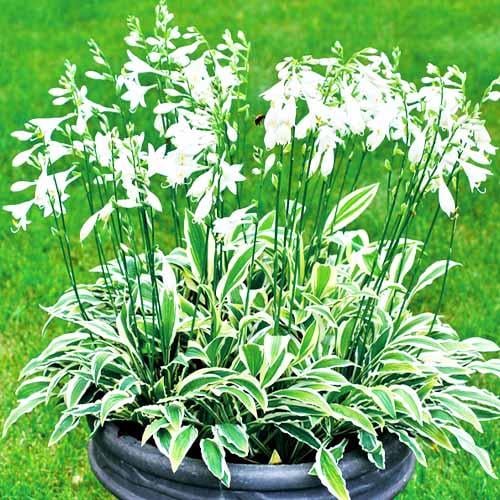 Хоста Florium White Dove (18423)
