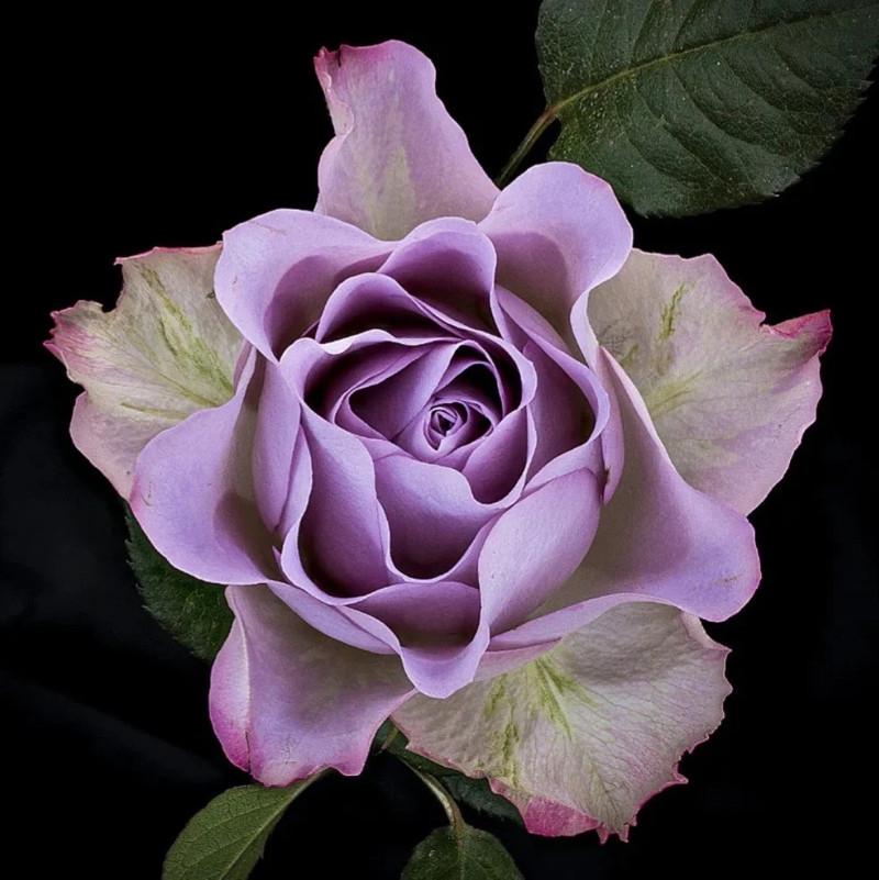 Роза Velet Memory Lane Чайно-гибридная в контейнере (2558773412)