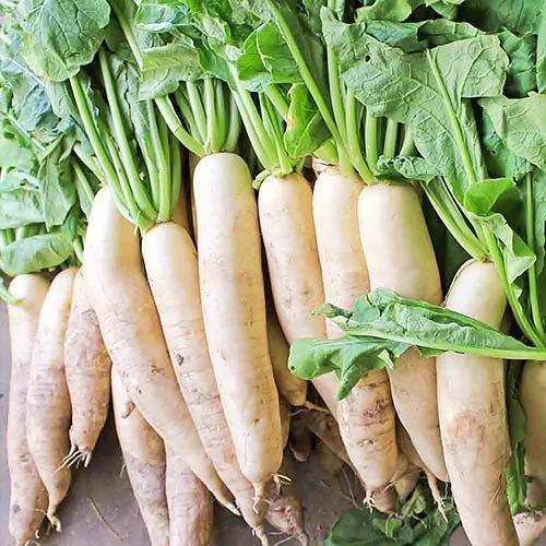 Семена Редька Florium Дайкон Florium (4229) - фото 2 Семена Редька Florium Дайкон Florium (4229) - фото 2