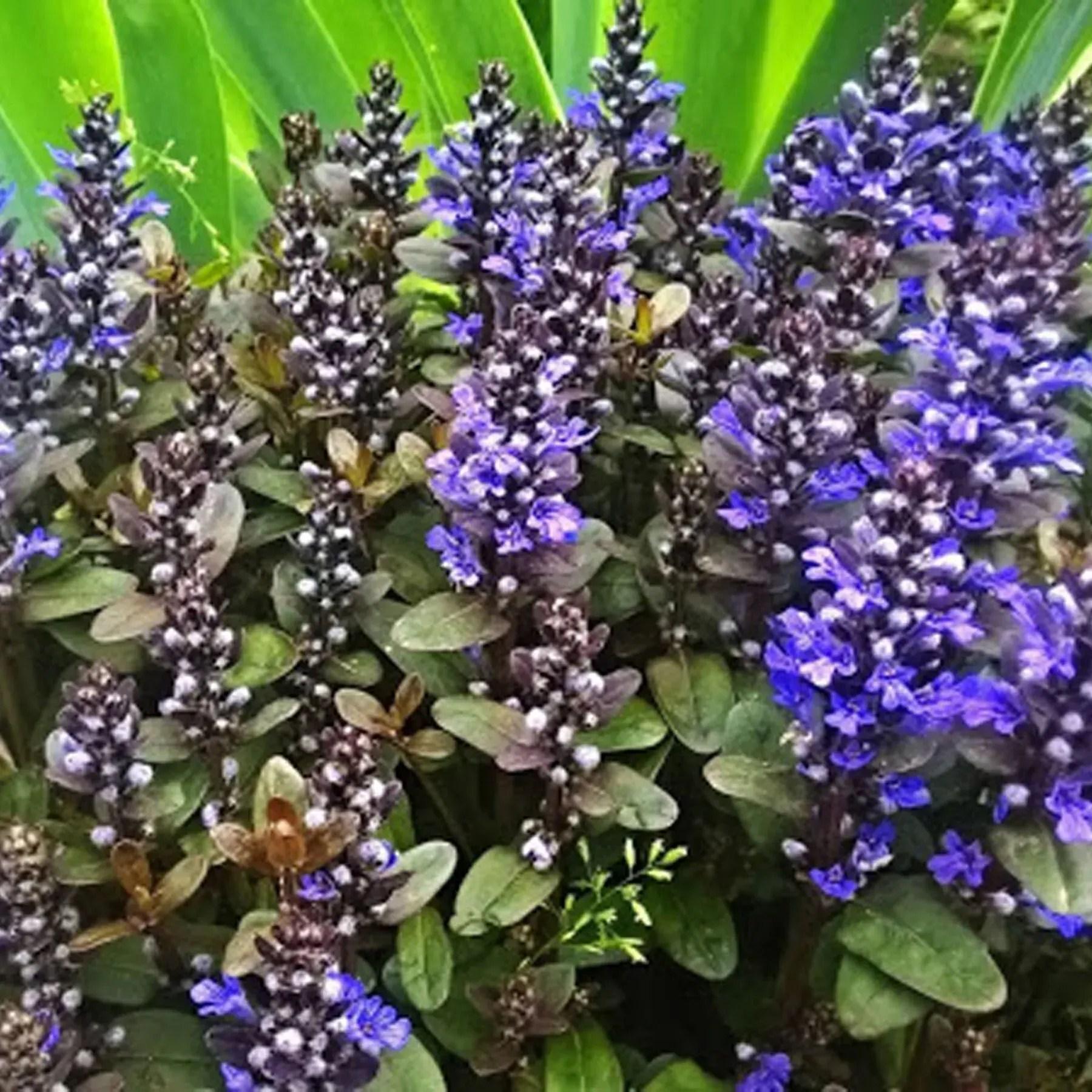 Рослина вулична Живучка повзуча Chocolate Chip Шоколад Чіп поділка (2-52)