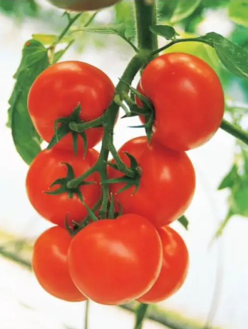 Насіння Томат Cinto F1 ТД Гекса-Україна 100 шт. 01-25-196 (IR00864) Насіння Томат Cinto F1 ТД Гекса-Україна 100 шт. 01-25-196 (IR00864)