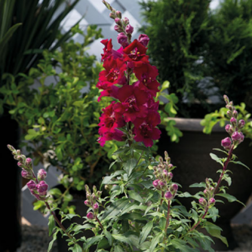 Семена цветов Hem Genetics Львиный зев Twinny Violet 500 шт. (BN09161-2)